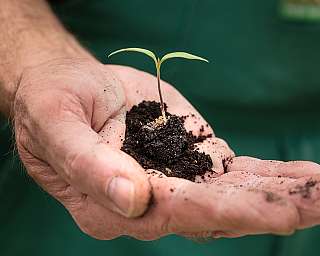 Eine Hand hält einen kleinen Keimling mit Erde.