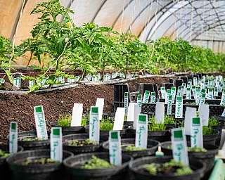 Junge Tomatenpflanzen mit grünen Blättern und Namensschildern in einem Gewächshaus
