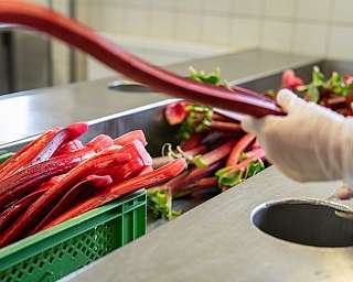 Nahaufnahme von frischem Rhabarber in grüner Kiste und Hand mit weißem Handschuh