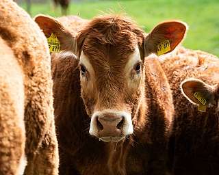 Nahaufnahme eines braunen Kalbs mit gelben Ohrmarken auf grüner Wiese