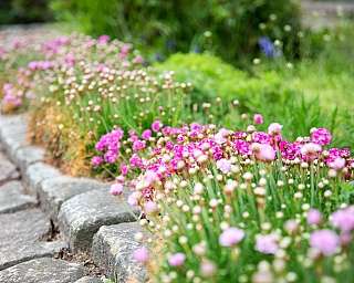 Steinweg mit pinken und weißen Blumen entlang eines Gartenbeets
