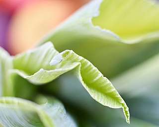 Detailaufnahme eines gefalteten grünen Blattes mit unscharfem Hintergrund.