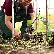 Frau pflanzt Setzling in Erde im Gewächshaus