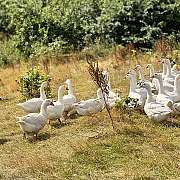 Eine Herde weißer Gänse auf einer Wiese.