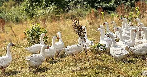 Eine Herde weißer Gänse auf einer Wiese.