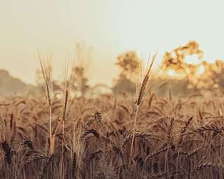 Weizenfeld bei Sonnenuntergang Nahaufnahme von Weizenhalmen im goldenen Licht der Abenddämmerung.