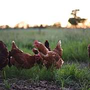 Eine Gruppe von Hühnern grast in einer grünen Wiese bei Sonnenuntergang.