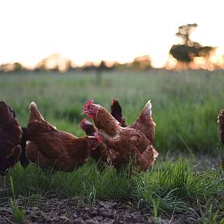 Eine Gruppe von Hühnern grast in einer grünen Wiese bei Sonnenuntergang.