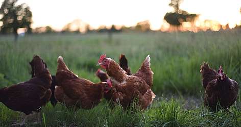 Eine Gruppe von Hühnern grast in einer grünen Wiese bei Sonnenuntergang.